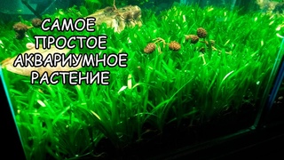 САМОЕ ПРОСТОЕ АКВАРИУМНОЕ РАСТЕНИЕ