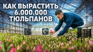 Разборщик - Как выращивают голландские тюльпаны в России. Цветочный бизнес. Выращивание тюльпанов