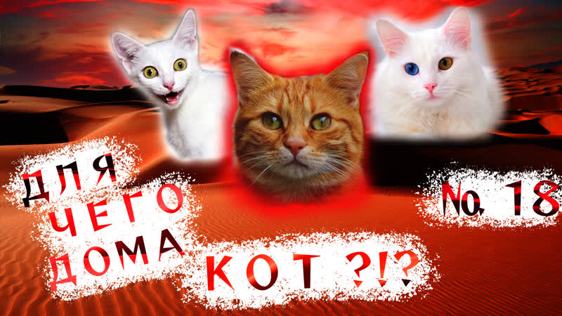 Вот зачем дома НУЖЕН КОТ