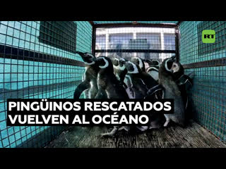 Pinginos rescatados regresan al mar en Argentina