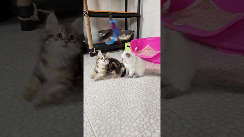 9 kittens together live report from the Siberian