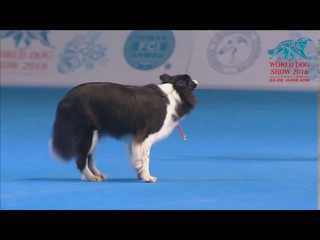 FCI Dog dance World Championship 2016  Winner freestyle - Yvonne Belin and Alice (Switzerland)
