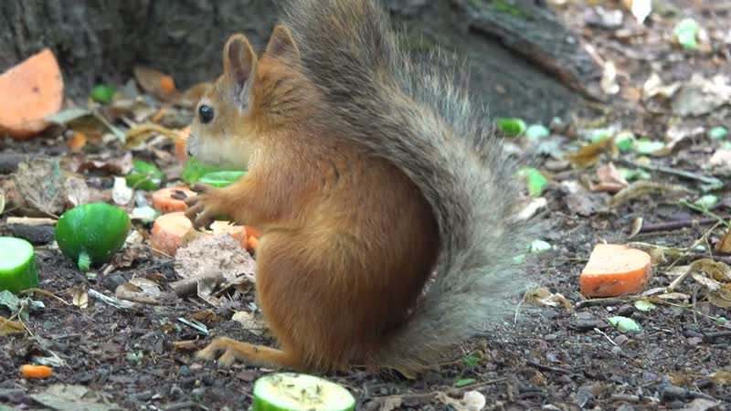Белка кормит голубей. Одной загадкой меньше, The squirrel feeds the