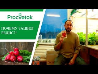 Растения короткого и длинного дня. В чем разница
