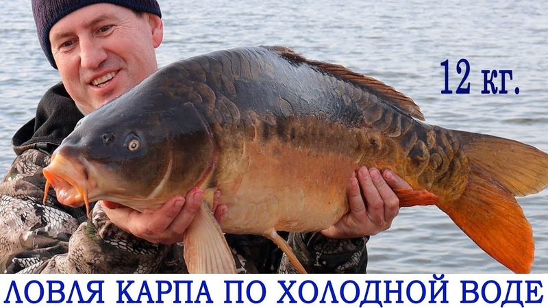 Ловля карпа по холодной воде на 12 кг ранней весной, Отличный