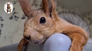 Белка поёт...! 😊 The squirrel sings