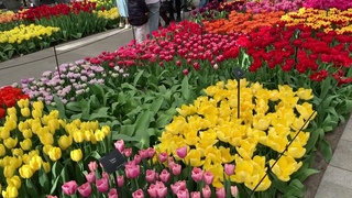 парк Кёкенхоф в Амстердаме