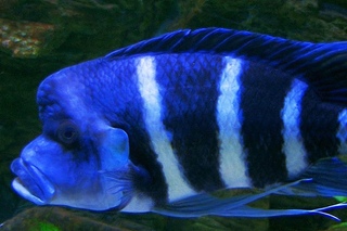 Cyphotilapia gibberosa blue Zaire - the bluest of all frontosa