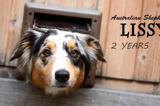 ~ Lissy - 2 Years | Australian Shepherd ~
