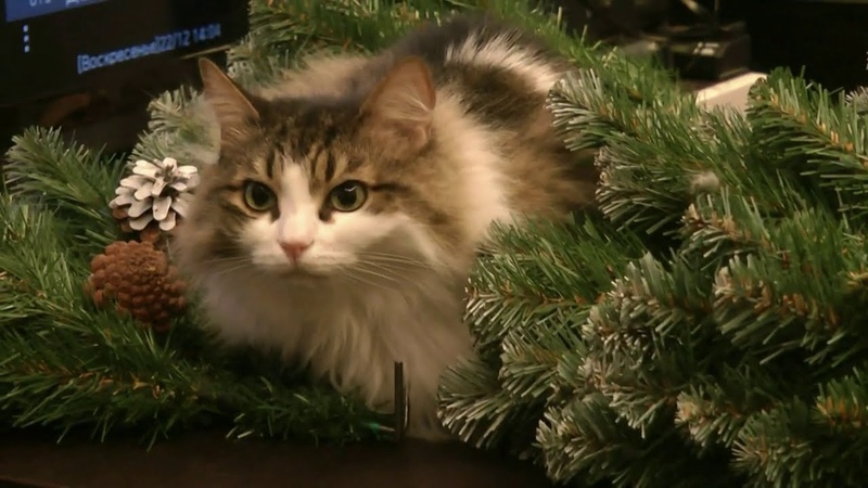Cats Christmas tree ( December