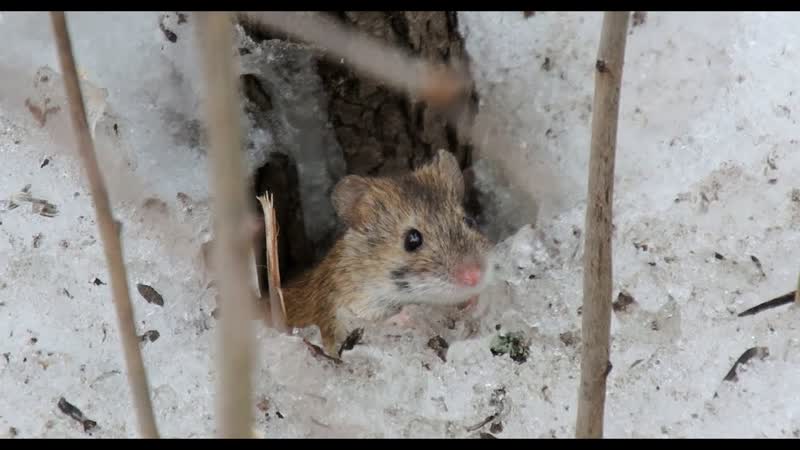 Мышка в парке, Mouse in the