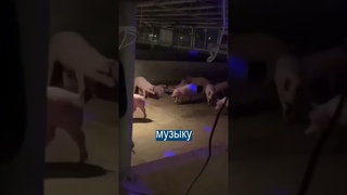 Китаец делает ДИСКОТЕКУ ДЛЯ СВИНЕЙ