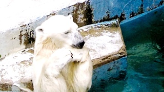 シロクマのイっちゃんママ、指がかゆいの？【天王寺動物園】