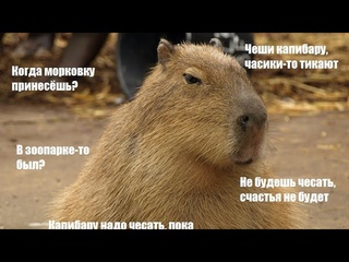 АНИМАЦИЯ К КЛИПУ КАПИБАРА!