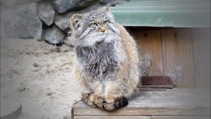 Последние новости у котят манула мамы