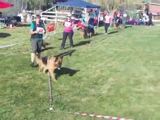 Ейск 2017 : рабочие суки
