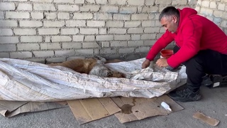 История спасения алабая Бархана