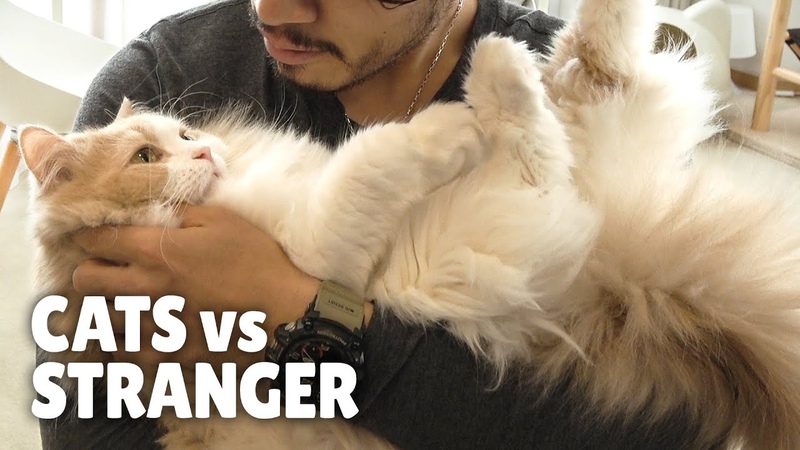 Cats vs Stranger A Suspicious Man