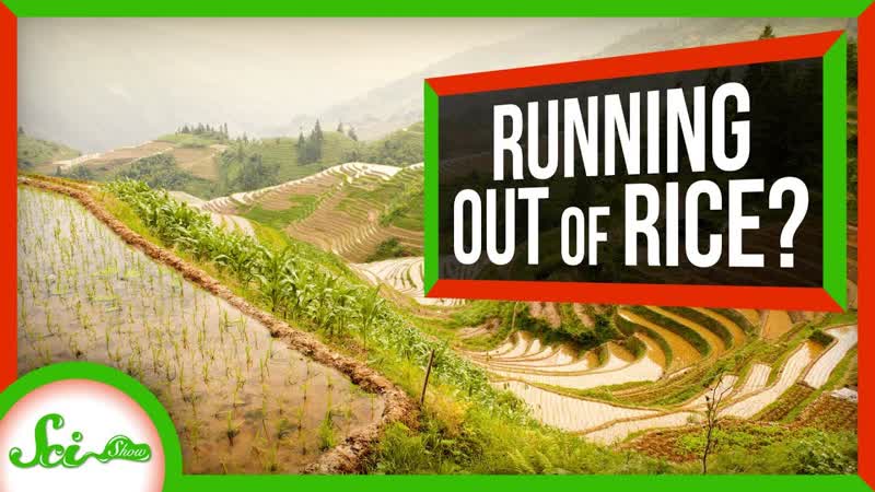 How We Could Prevent a Global Rice