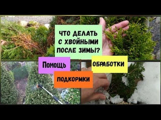 Что делать с хвойными после зимы Помощь, обработки, подкормки.